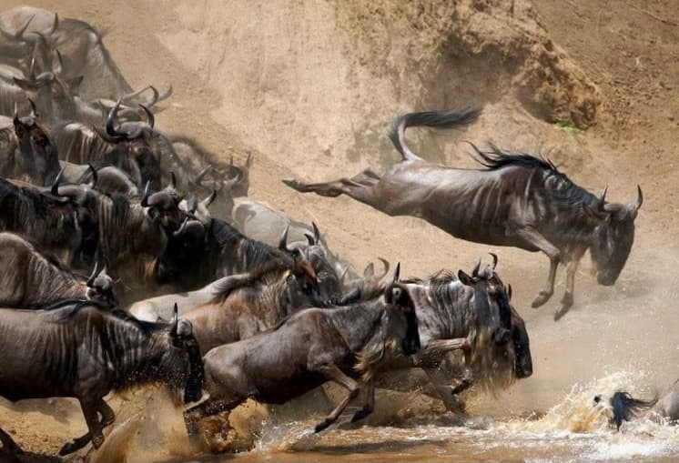 Wildebeest take their first leap